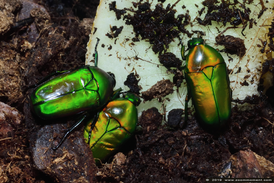 Smaragdgroene kever (  Smaragdesthes africana  ) flower beetle
Trefwoorden: Artis Amsterdam zoo Smaragdgroene kever  Smaragdesthes africana flower beetle