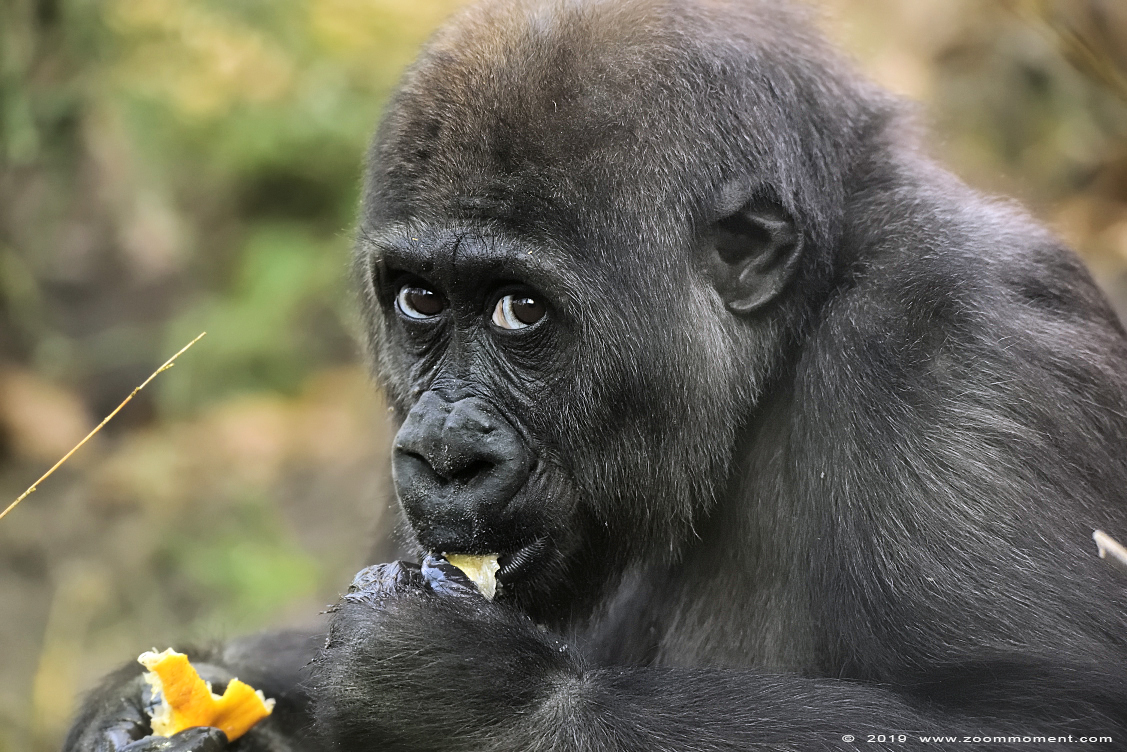 Gorilla
Yanga
Keywords: Artis Amsterdam zoo gorilla Yanga