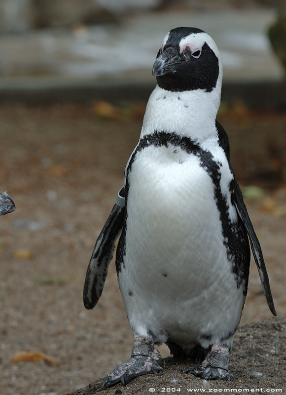 Afrikaanse pinguïn ( Spheniscus demersus ) African penguin
Trefwoorden: Artis Amsterdam zoo Afrikaanse pinguin zwartvoetpinguin Spheniscus demersus African penguin