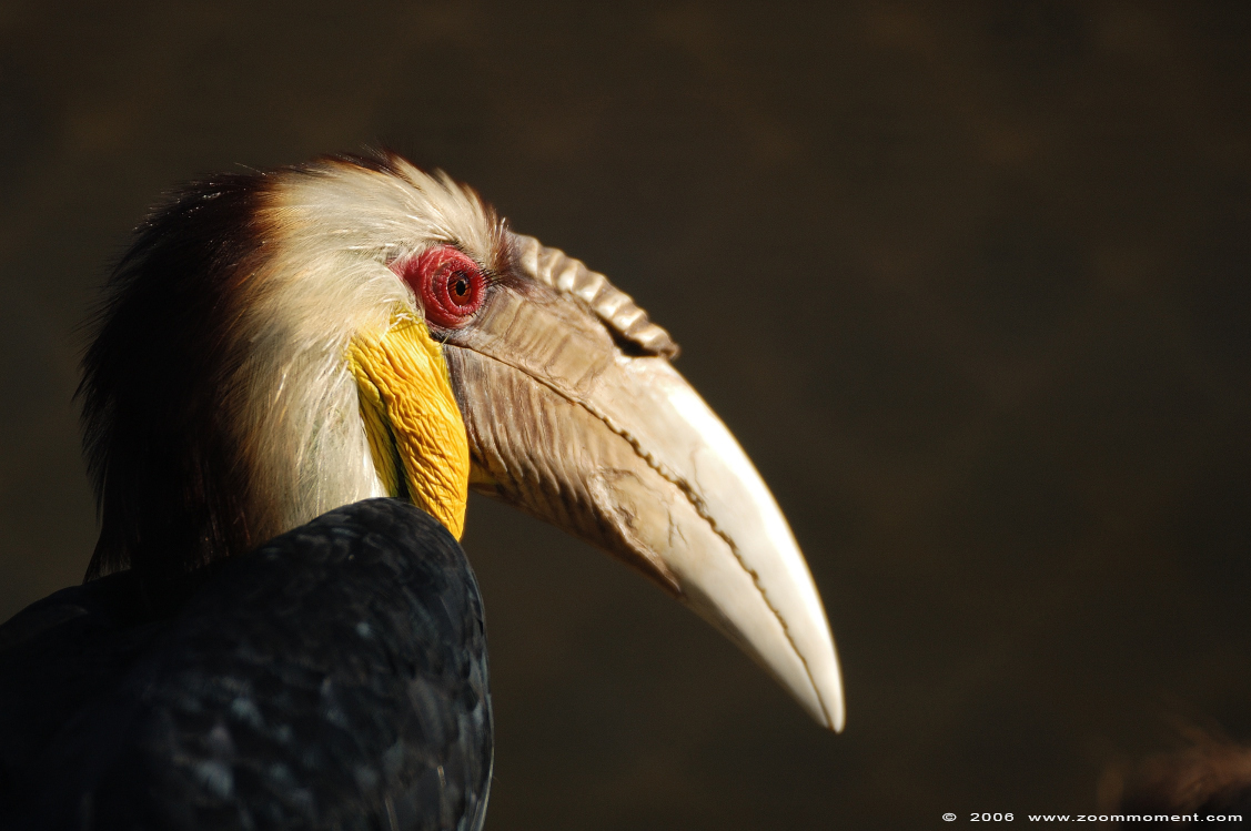 jaarvogel  ( Rhyticeros undulatus )  undulated hornbill
Trefwoorden: Artis Amsterdam zoo Rhyticeros undulatus  jaarvogel  undulated hornbill bird vogel