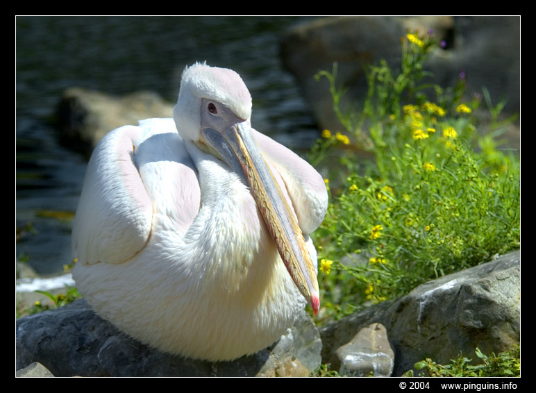 roze pelikaan  ( Pelecanus onocrotalus )  Eastern white pelican
Trefwoorden: Artis Amsterdam zoo Pelecanus onocrotalus Roze pelikaan Eastern white pelican bird vogel