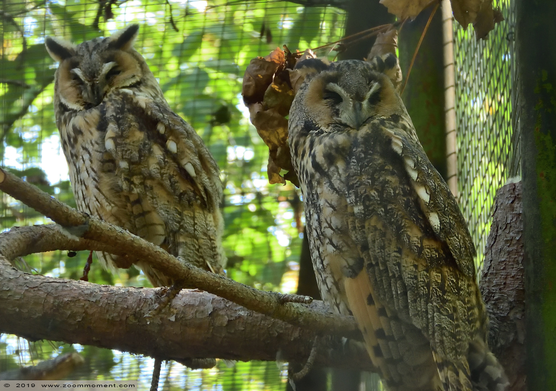 ransuil  ( Asio otus ) long eared owl 
Trefwoorden: Aschersleben zoo Germany ransuil  Asio otus  long eared owl 
