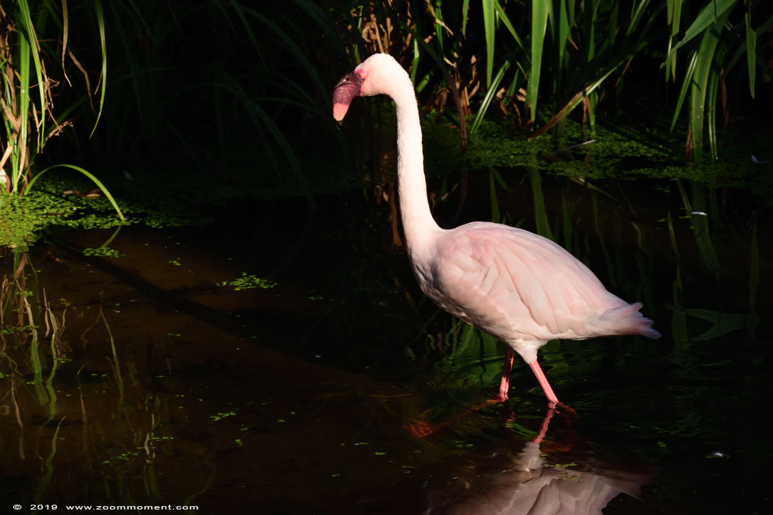 kleine flamingo ( Phoeniconaias minor ) lesser flamingo 
Trefwoorden: Aschersleben zoo Germany kleine flamingo  Phoeniconaias minor  lesser flamingo 