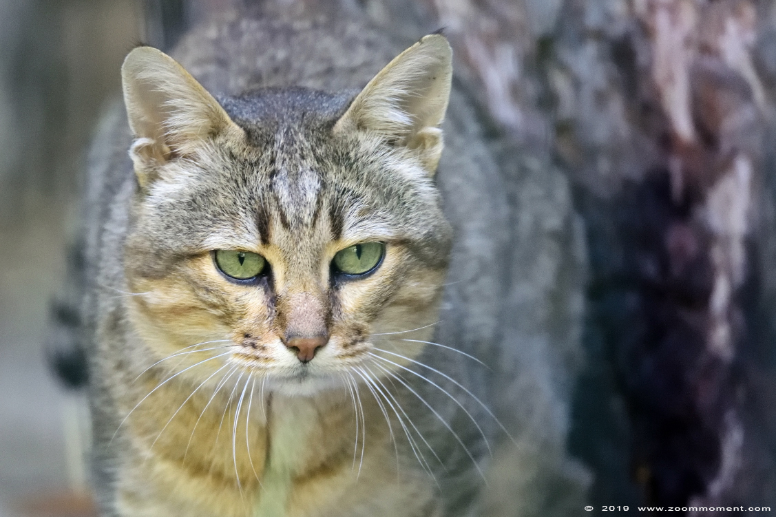 Oman wilde kat ( Felis silvestris gordoni ) Arabian wild cat
Trefwoorden: Aschersleben zoo Germany Oman wilde kat  Felis silvestris gordoni  Arabian wild cat