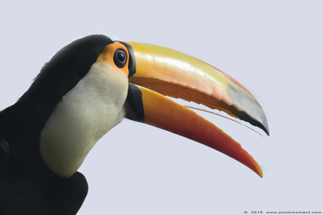 reuzentoekan ( Ramphastos toco ) toco toucan 
Trefwoorden: Vogelpark Avifauna Nederland reuzentoekan  Ramphastos toco  toco toucan 