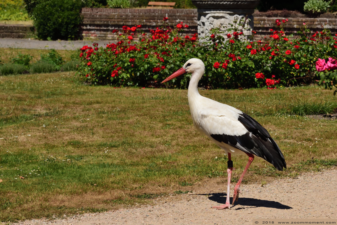 ooievaar ( Ciconia ciconia ) stork
Trefwoorden: Vogelpark Avifauna Nederland ooievaar Ciconia ciconia stork