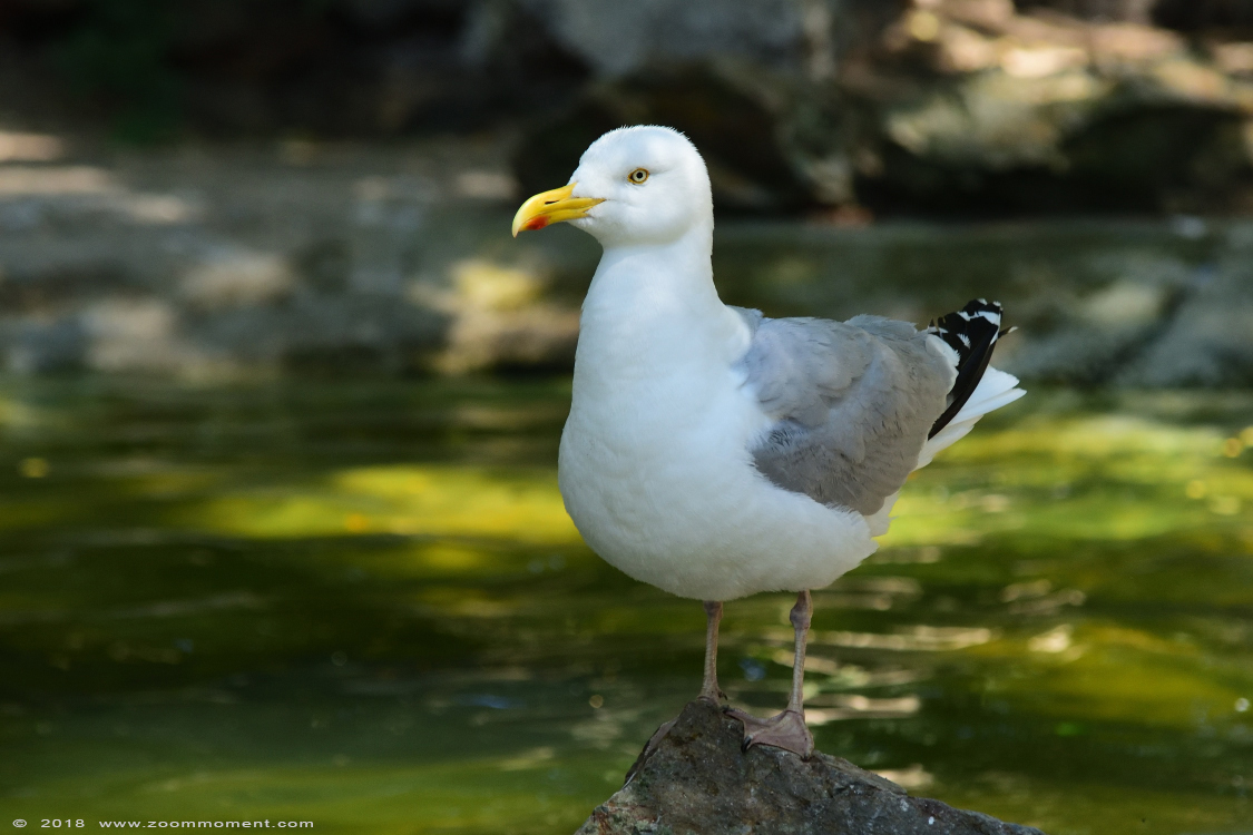 meeuw gull
Trefwoorden: Vogelpark Avifauna Nederland meeuw gull