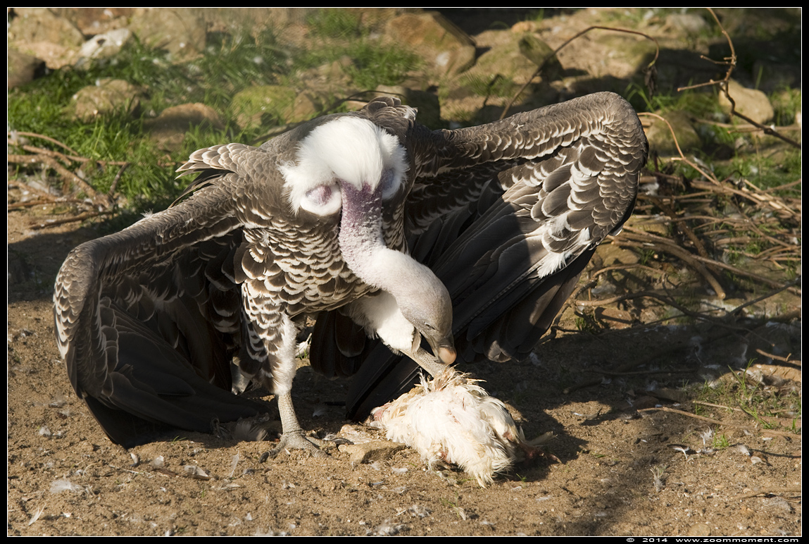 Rüppelsgier  ( Gyps rueppellii  )  Ruppel's griffon vulture
Trefwoorden: Vogelpark Avifauna Nederland Rüppelsgier Gyps rueppellii Ruppel's griffon vulture