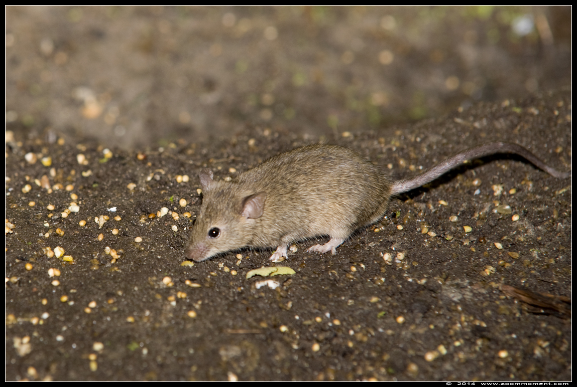 muis mouse
Trefwoorden: Vogelpark Avifauna Nederland muis mouse