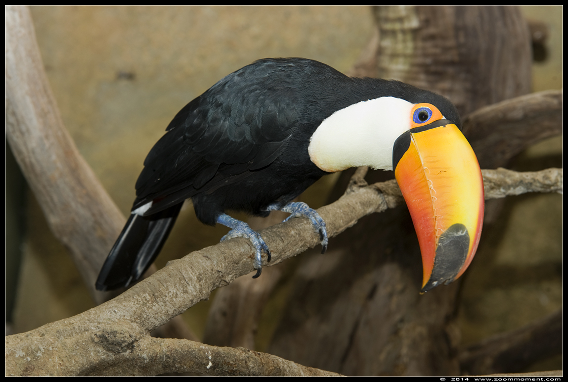 reuzentoekan  ( Ramphastos toco ) Toco toucan 
Trefwoorden: Vogelpark Avifauna Nederland reuzentoekan Ramphastos toco Toco toucan 