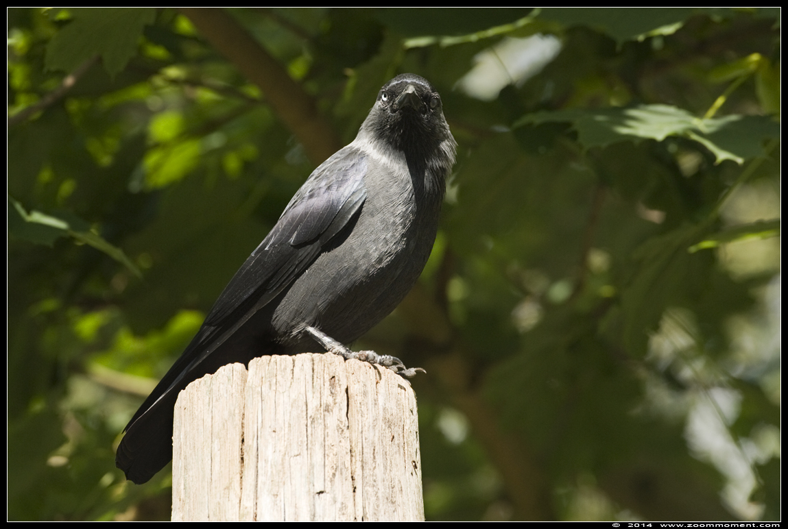 kraai crow
Trefwoorden: Vogelpark Avifauna Nederland kraai crow