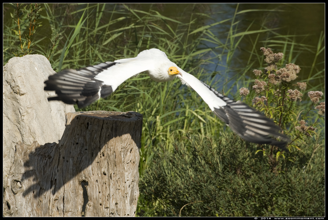 aasgier  ( Neophron percnopterus ) Egyptian vulture
Λέξεις-κλειδιά: Vogelpark Avifauna Nederland aasgier Neophron percnopterus Egyptian vulture