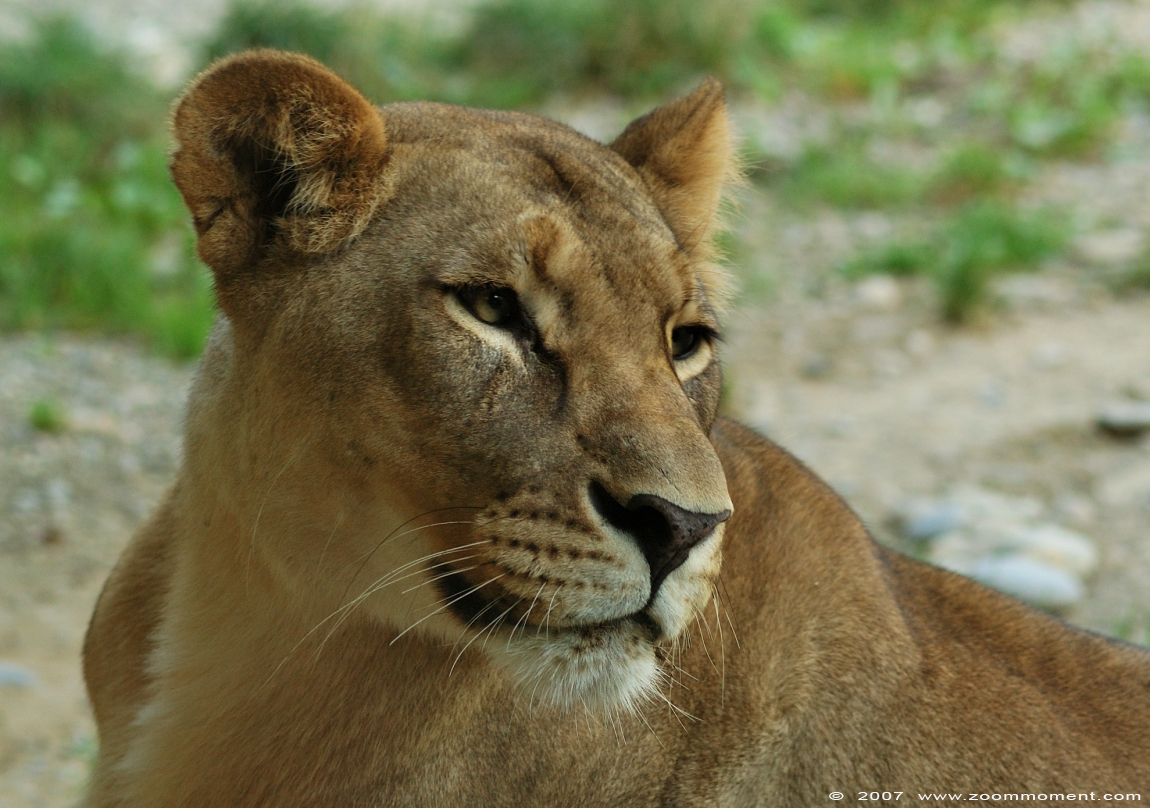 Afrikaanse leeuw  ( Panthera leo ) African lion


Trefwoorden: Basel Swiss Zwitserland Zolli Afrikaanse leeuw African lion Panthera leo