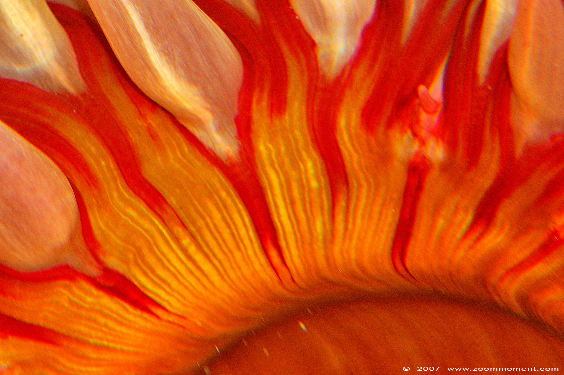 zee anemoon  ( Stoichactis species )  sea anemone
Keywords: Basel Swiss Zwitserland Zolli zeeanemoon Stoichactis anemoon sea anemone