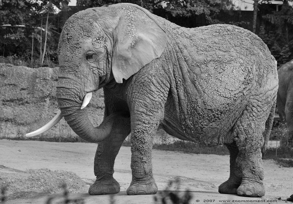 Afrikaanse olifant ( Loxodonta africana ) African elephant
Palavras chave: Basel Swiss Zwitserland Zolli Afrikaanse olifant African elephant Loxodonta africana