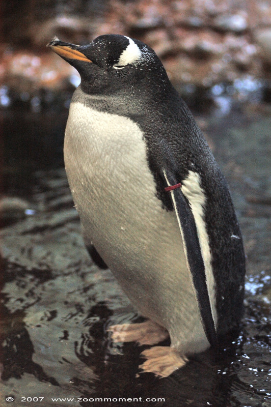 subAntarctische ezelspinguïn ( Pygoscelis papua papua ) gentoo penguin Subantarktischer Eselspinguin
Trefwoorden: Basel Swiss Zwitserland Zolli ezelspinguïn Pygoscelis papua gentoo penguin Subantarktischer Eselspinguin