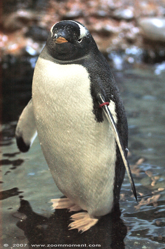 subAntarctische ezelspinguïn ( Pygoscelis papua papua ) gentoo penguin Subantarktischer Eselspinguin
Trefwoorden: Basel Swiss Zwitserland Zolli ezelspinguïn Pygoscelis papua gentoo penguin Subantarktischer Eselspinguin