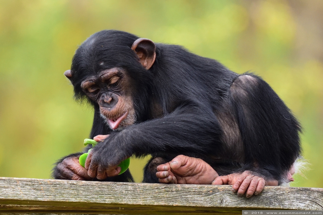 westelijke chimpansee ( Pan troglodytes verus ) chimpanzee
Trefwoorden: Safaripark Beekse Bergen westelijke chimpansee Pan troglodytes verus chimpanzee