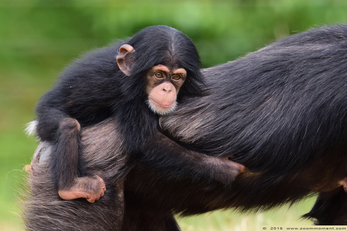 westelijke chimpansee ( Pan troglodytes verus ) chimpanzee
Trefwoorden: Safaripark Beekse Bergen westelijke chimpansee Pan troglodytes verus chimpanzee