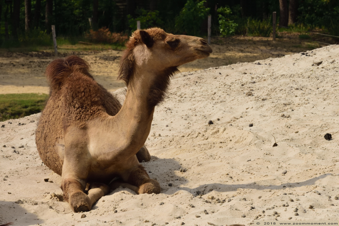dromedaris ( Camelus dromedarius ) dromedary
Trefwoorden: Safaripark Beekse Bergen dromedaris  Camelus dromedarius  dromedary