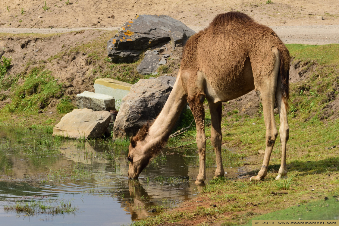 dromedaris ( Camelus dromedarius ) dromedary
Trefwoorden: Safaripark Beekse Bergen dromedaris  Camelus dromedarius  dromedary