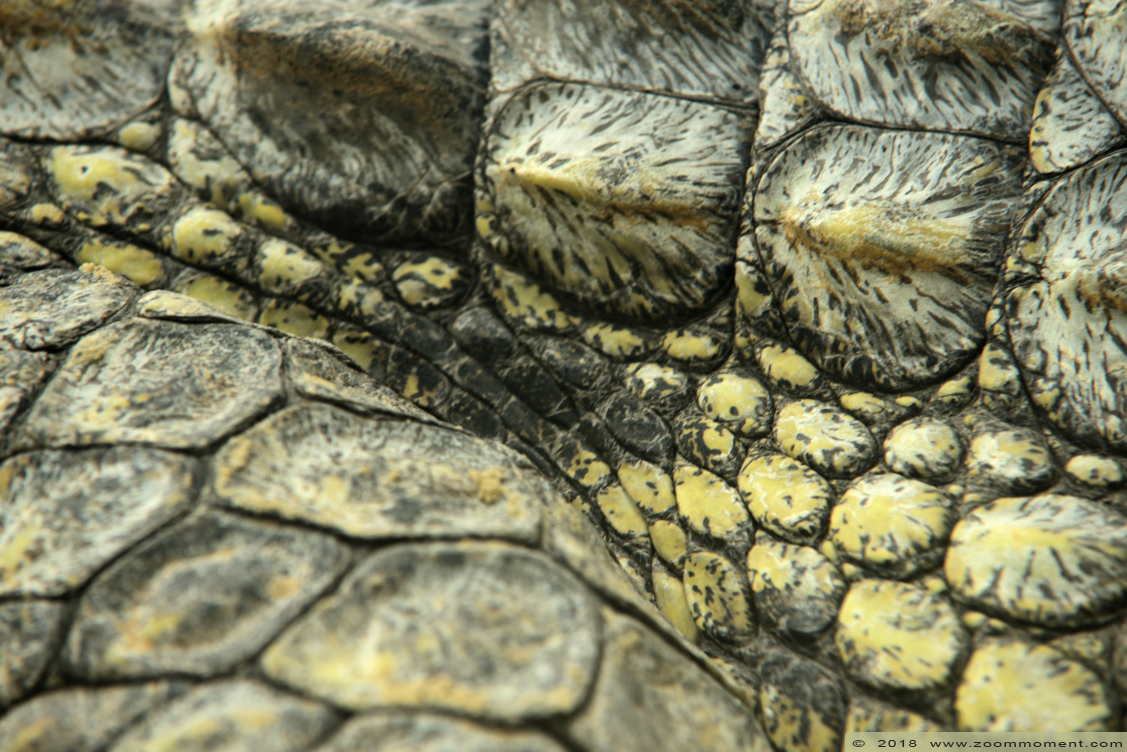 Nijlkrokodil ( Crocodylus niloticus ) Nile crocodile
Keywords: Safaripark Beekse Bergen nijlkrokodil Crocodylus niloticus nile crocodile