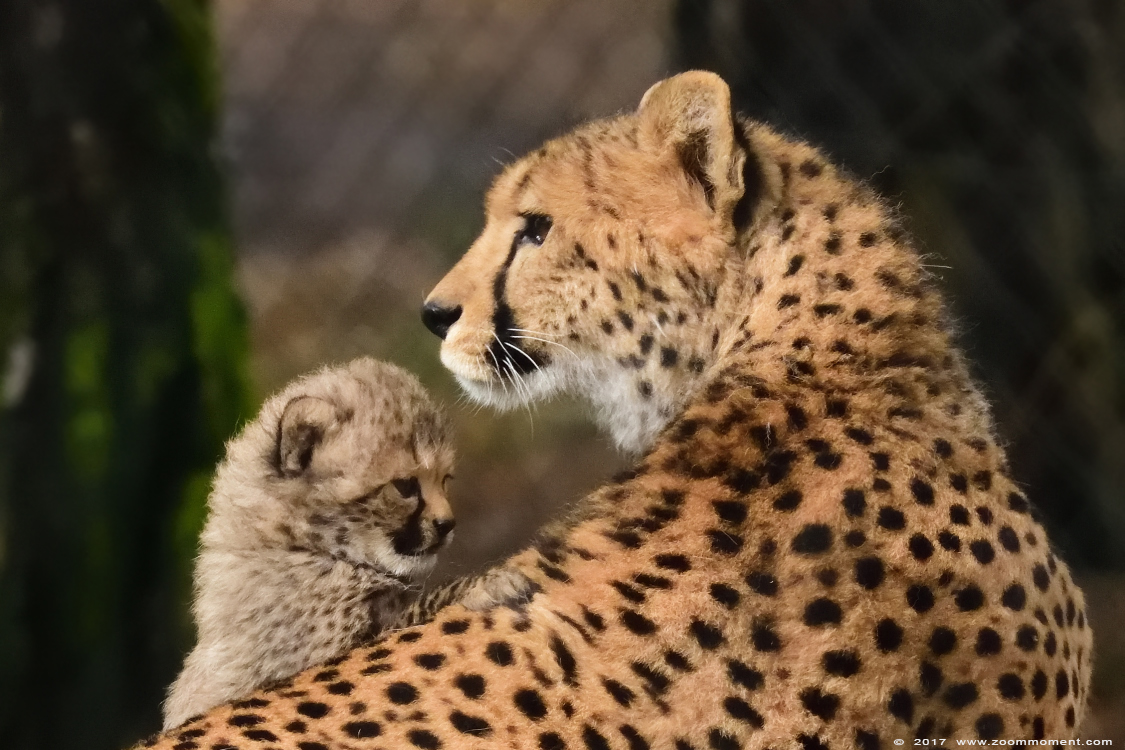 jachtluipaard ( Acinonyx jubatus ) cheetah
Welpen, geboren 2 februari 2017, op de foto 5 weken oud
Cubs, born 2 february, on the picture 5 weeks old
Trefwoorden: Safaripark Beekse Bergen jachtluipaard Acinonyx jubatus cheetah