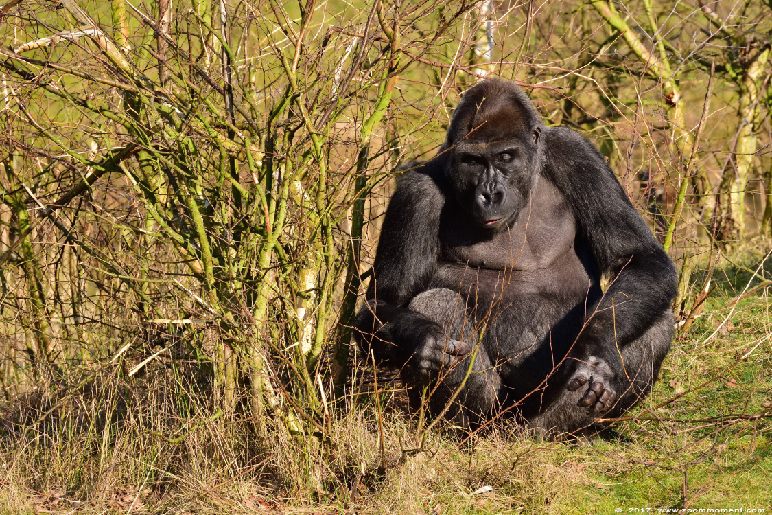 Westelijke laagland gorilla ( Gorilla gorilla )
Trefwoorden: Safaripark Beekse Bergen Westelijke laagland gorilla Gorilla gorilla