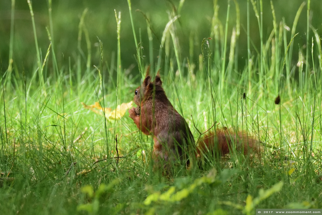 eekhoorn squirrel
Trefwoorden: Safaripark Beekse Bergen eekhoorn squirrel