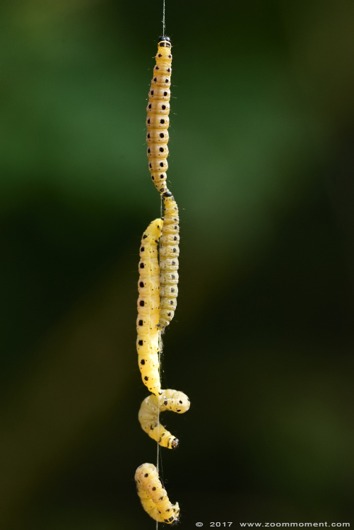 spinselmot ( Yponomeutidae ) ermine moth
Trefwoorden: Safaripark Beekse Bergen spinselmot Yponomeutidae ermine moth