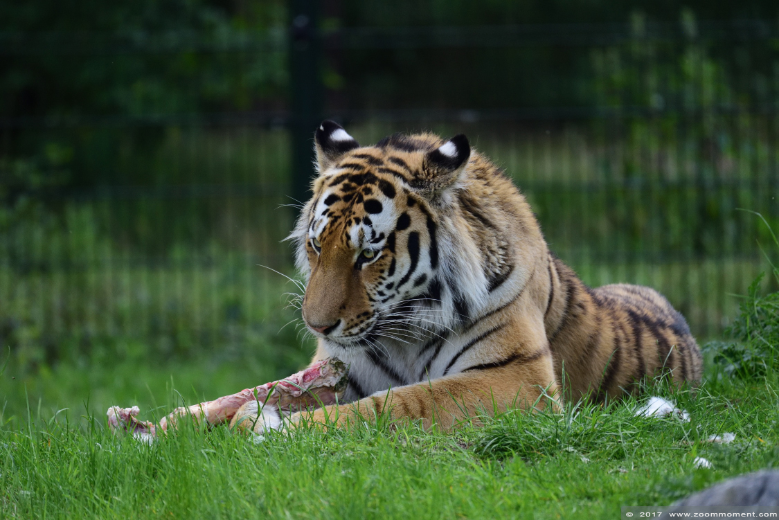 Siberische tijger  ( Panthera tigris altaica )  Siberian tiger
Yarko
Trefwoorden: Safaripark Beekse Bergen siberische tijger Panthera tigris altaica Siberian tiger