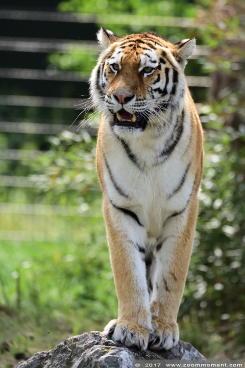 Siberische tijger  ( Panthera tigris altaica )  Siberian tiger
Angara
Trefwoorden: Safaripark Beekse Bergen siberische tijger Panthera tigris altaica Siberian tiger