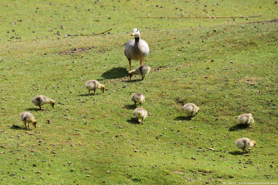 Indische gans ( Anser indicus ) bar headed goose
Trefwoorden: Safaripark Beekse Bergen  indische gans Anser indicus goose