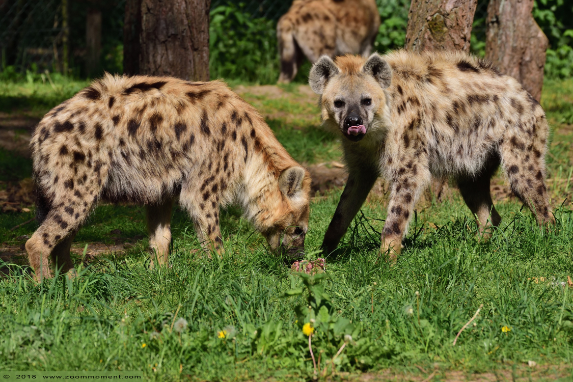 gevlekte hyena  ( Crocuta crocuta )   spotted hyena 
Trefwoorden: Safaripark Beekse Bergen gevlekte hyena Crocuta crocuta spotted hyena