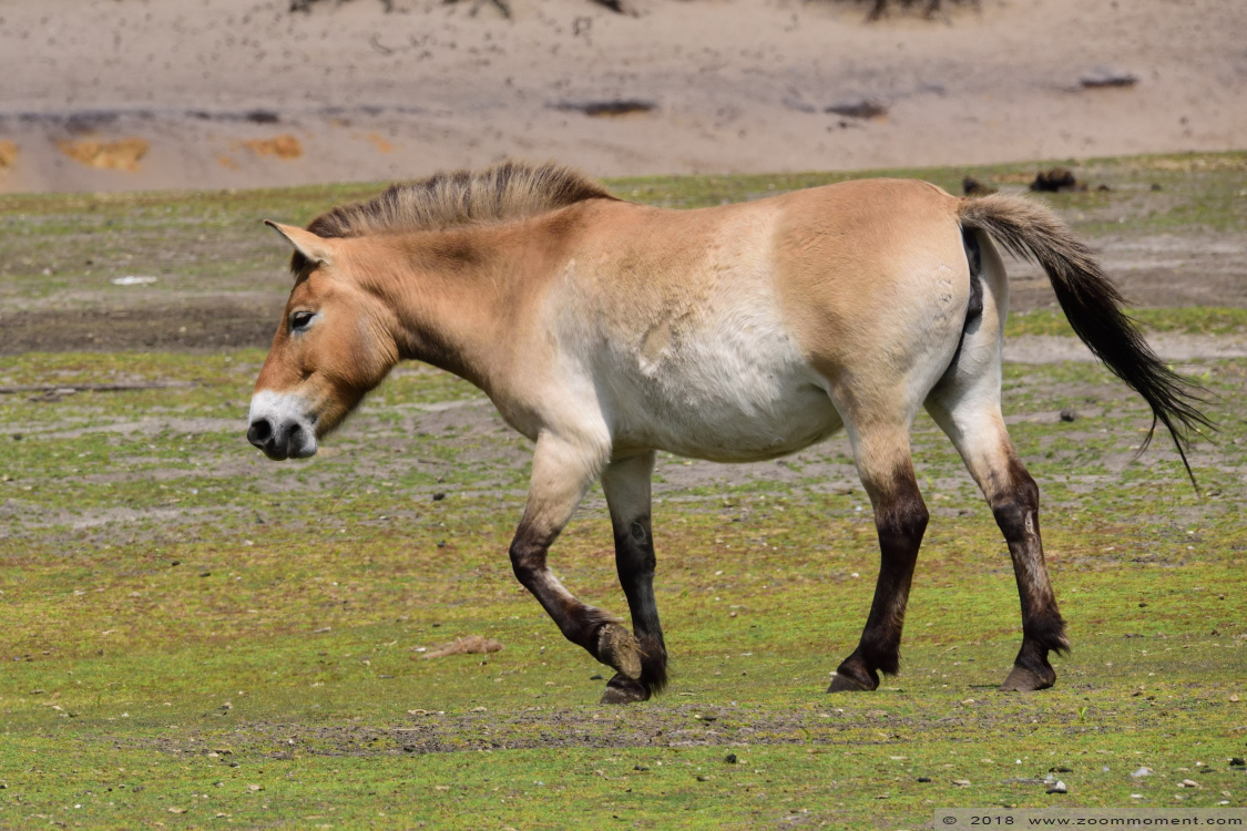 przewalskipaard ( Equus ferus przewalskii ) Przewalski's horse
Trefwoorden: Safaripark Beekse Bergen przewalskipaard  Equus ferus przewalskii  Przewalski's horse