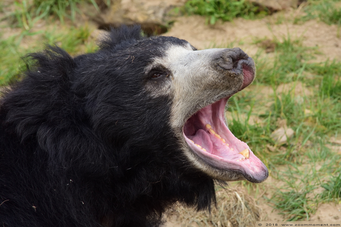 lippenbeer of bahloe  ( Melursus ursinus ursinus )  sloth bear
Trefwoorden: Safaripark Beekse Bergen lippenbeer bahloe Melursus  ursinus ursinus  sloth bear