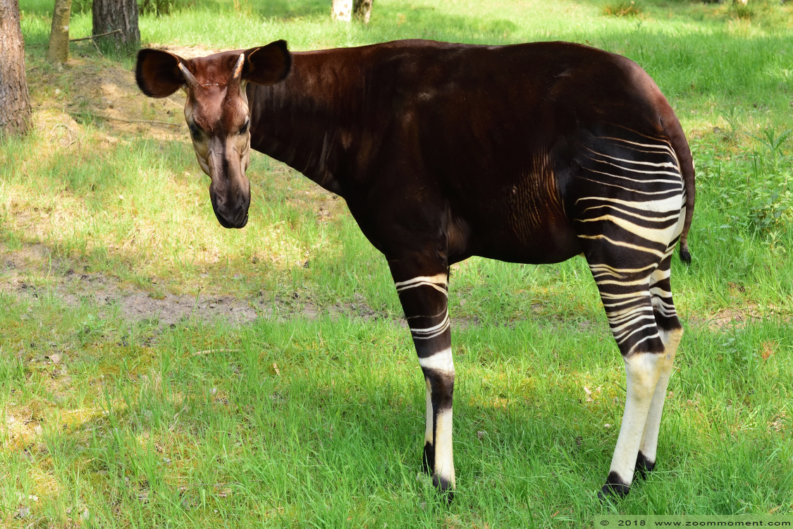 okapi ( Okapia johnstoni )
Trefwoorden: Safaripark Beekse Bergen okapi  Okapia johnstoni 