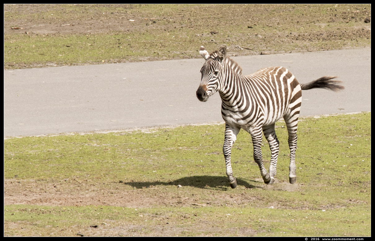 Grant or Böhm steppezebra ( Equus quagga boehmi ) plains zebra
Trefwoorden: Safaripark Beekse Bergen Grant  Böhm steppezebra  Equus quagga boehmi  plains zebra
