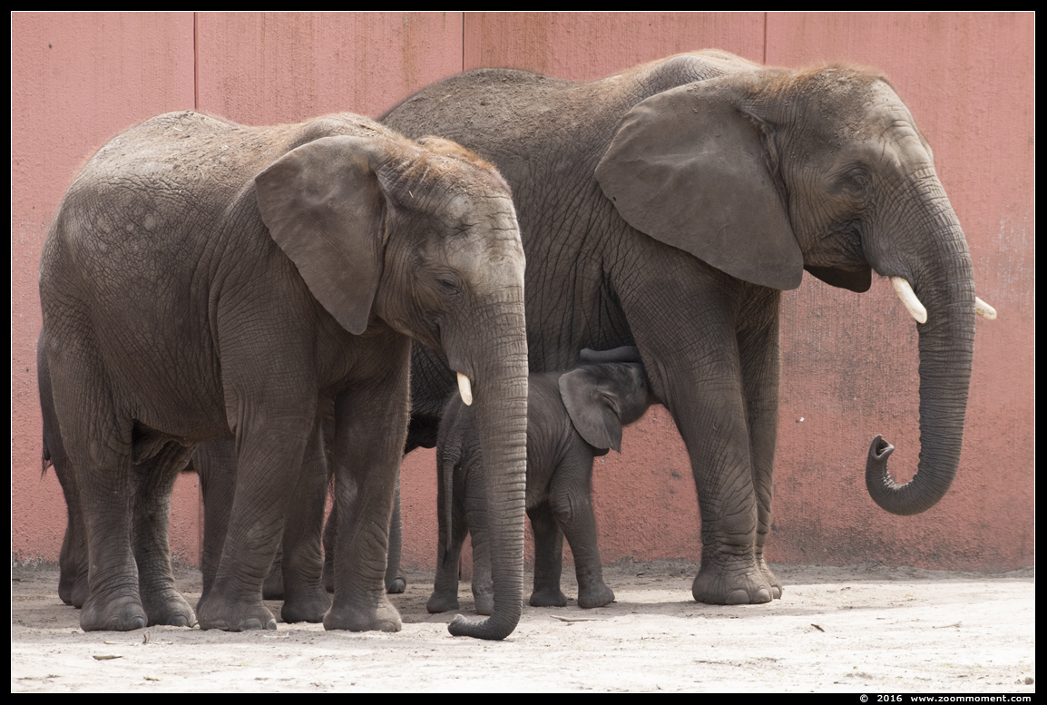 Afrikaanse olifant ( Loxodonta africana ) African elephant
Λέξεις-κλειδιά: Safaripark Beekse Bergen Afrikaanse olifant  Loxodonta africana  African elephant