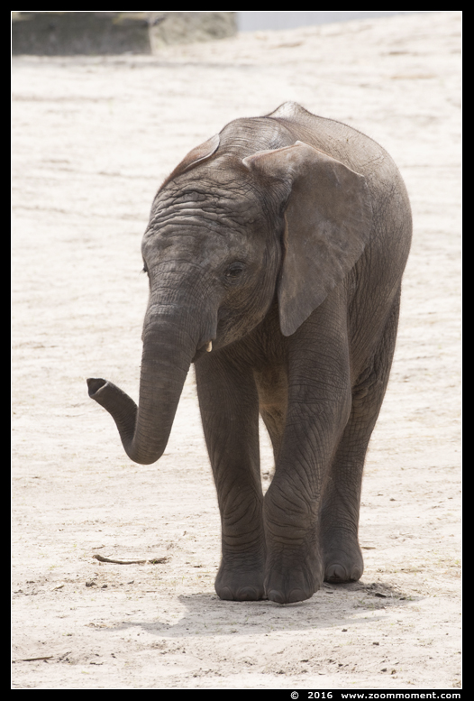 Afrikaanse olifant ( Loxodonta africana ) African elephant
الكلمات الإستدلالية(لتسهيل البحث): Safaripark Beekse Bergen Afrikaanse olifant  Loxodonta africana  African elephant