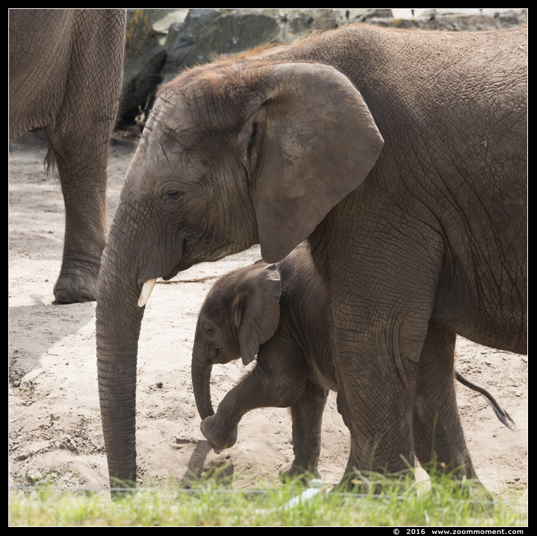 Afrikaanse olifant ( Loxodonta africana ) African elephant
Keywords: Safaripark Beekse Bergen Afrikaanse olifant  Loxodonta africana  African elephant
