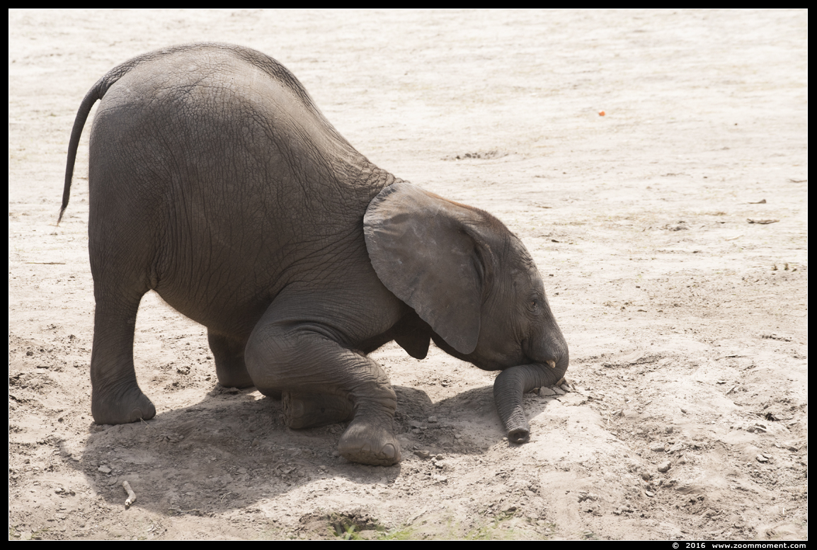 Afrikaanse olifant ( Loxodonta africana ) African elephant
Trefwoorden: Safaripark Beekse Bergen Afrikaanse olifant  Loxodonta africana  African elephant