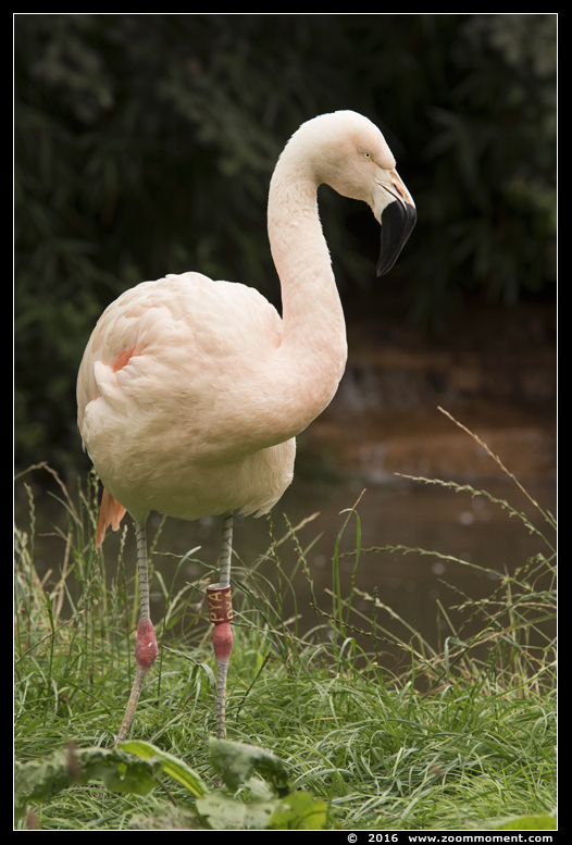 Chileense flamingo  ( Phoenicopterus chilensis ) Chilean flamingo 
Trefwoorden: Safaripark Beekse Bergen Chileense flamingo  Phoenicopterus chilensis  Chilean flamingo 