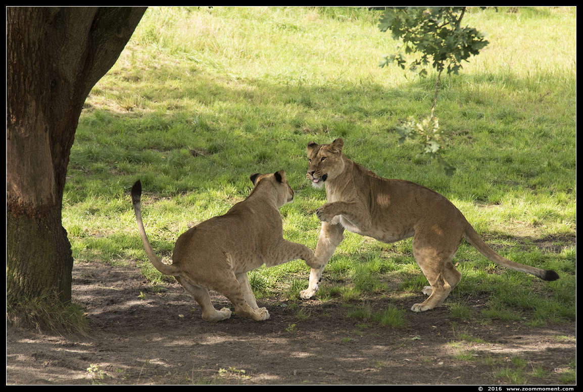 Afrikaanse leeuw ( Panthera leo ) African lion
Trefwoorden: Safaripark Beekse Bergen Afrikaanse wilde leeuw Panthera leo African lion
