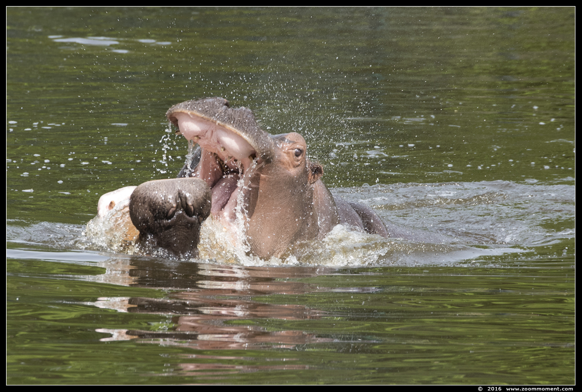 nijlpaard ( Hippopotamus amphibius ) hippopotamus
Trefwoorden: Safaripark Beekse Bergen  nijlpaard  Hippopotamus amphibius hippopotamus