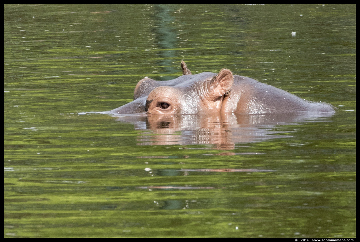 nijlpaard ( Hippopotamus amphibius ) hippopotamus
Trefwoorden: Safaripark Beekse Bergen  nijlpaard  Hippopotamus amphibius hippopotamus