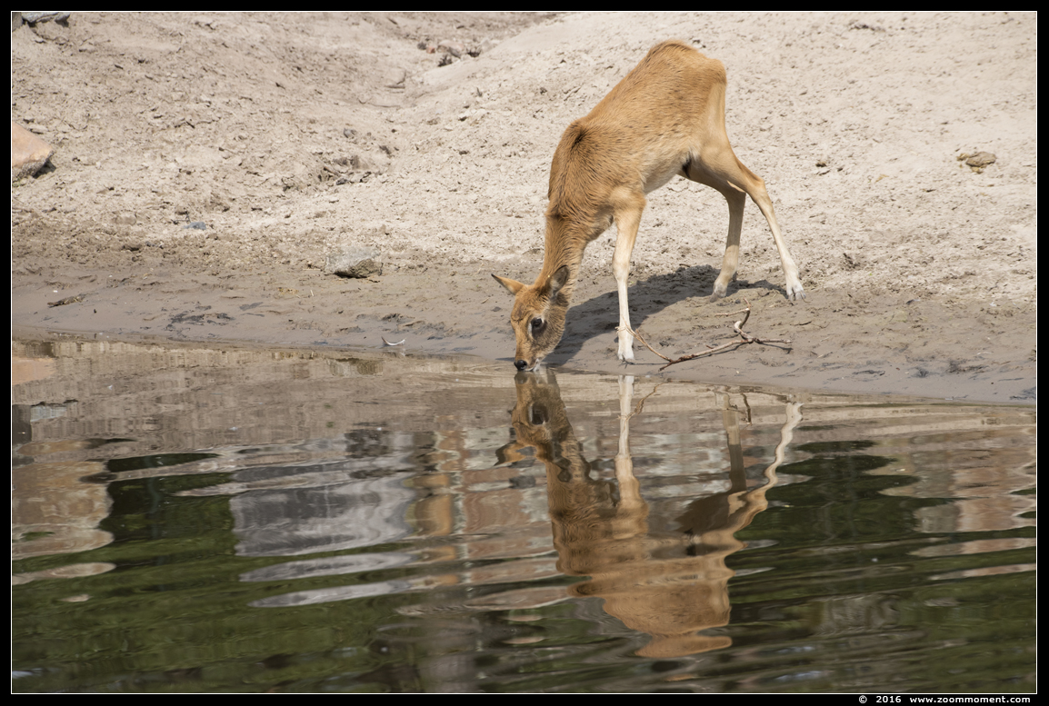 nijlantilope ( Kobus megaceros ) Nile lechwe
Trefwoorden: Safaripark Beekse Bergen nijlantilope  Kobus megaceros  Nile lechwe