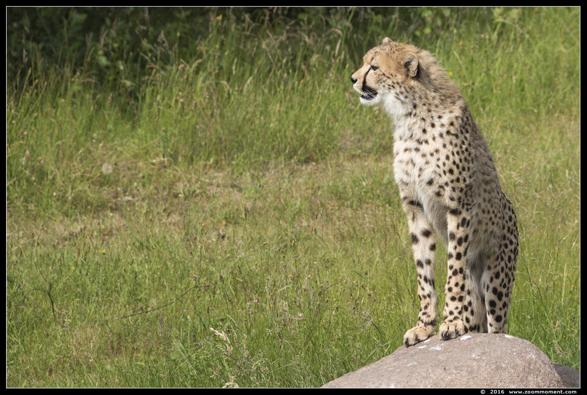 jachtluipaard ( Acinonyx jubatus ) cheetah 
Trefwoorden: Safaripark Beekse Bergen jachtluipaard  Acinonyx jubatus  cheetah 