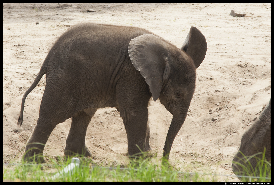 Afrikaanse olifant ( Loxodonta africana ) African elephant
Trefwoorden: Safaripark Beekse Bergen Afrikaanse olifant  Loxodonta africana  African elephant