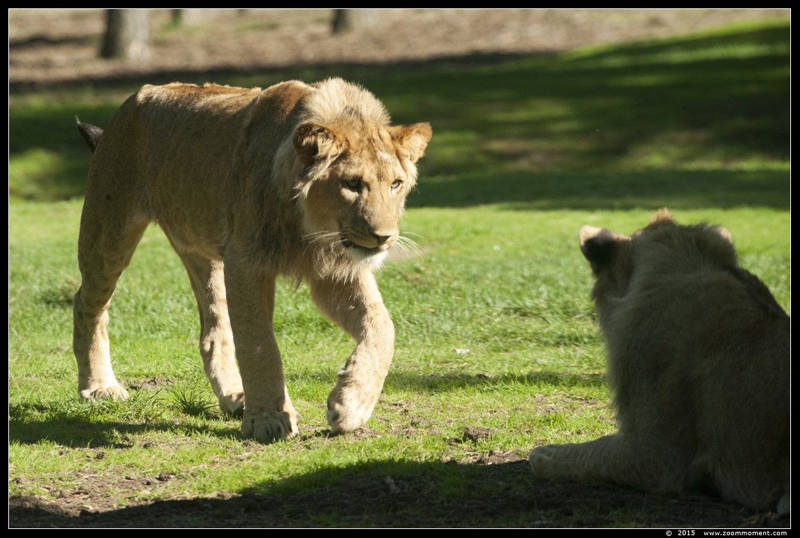 Afrikaanse leeuw ( Panthera leo ) African lion
Trefwoorden: Safaripark Beekse Bergen Afrikaanse leeuw  Panthera leo  African lion 